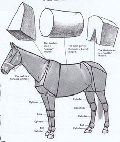 here s a helpful analysis of the main forms in a horse s body the basic shapes