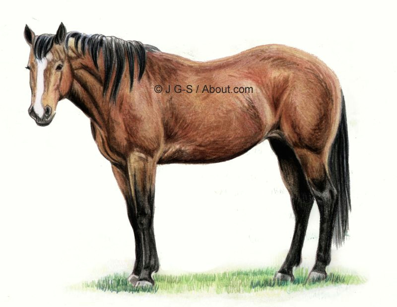 finishing the horse drawing