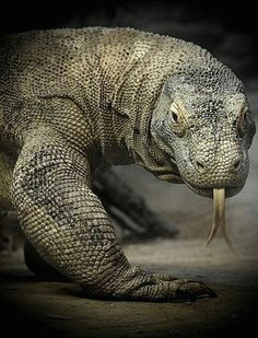 komodo dragon lizard dragon komodo dragon dragon pet crocodiles reptiles and amphibians