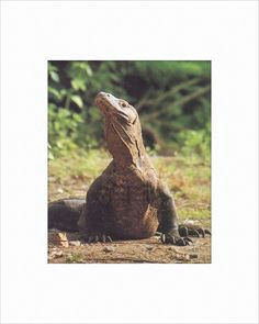 komodo dragon 8x10 matted print akamu collection