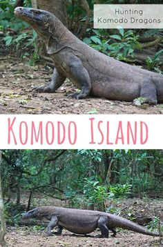 hunting komodo dragons on komodo island the traveloguer travel blog komodo national park