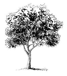 learn how to draw a realistic tree with this easy to follow step by step approach