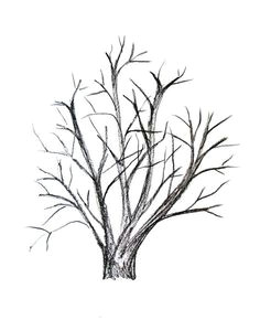 how to draw a tree