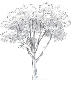 Easy Drawings Of Trees 156 Best Drawing Trees Images In 2019 Drawing Trees Tree Drawings