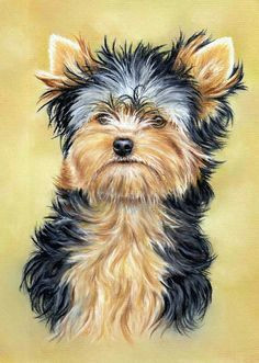 how to draw a yorkshire terrier using pastel pencils http www