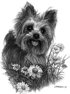 pen drawing of a yorkie
