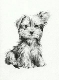 va sledek obrazku pro how to draw yorkshire terriers step by step