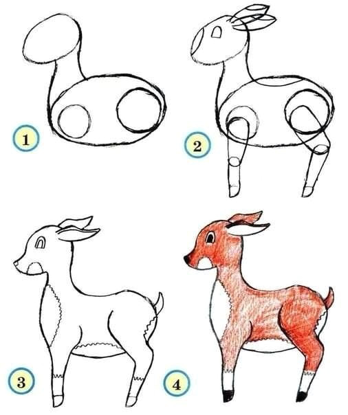 draw wildlife animals