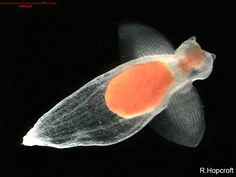 sea butterfly pteropod cliona a zooplankton that remains a plankton it s entire