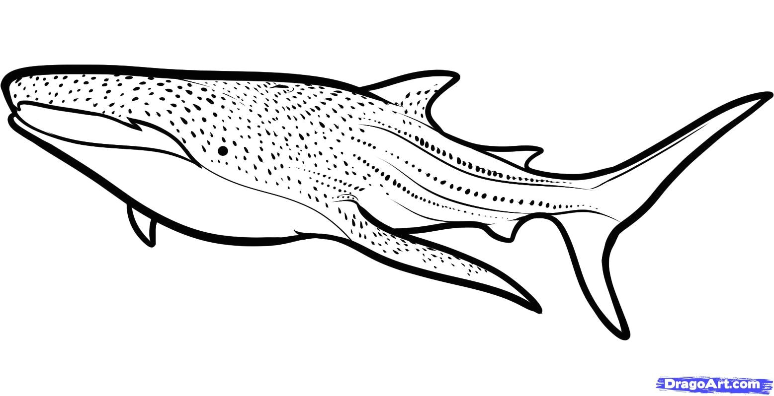 how to draw a whale shark whale shark