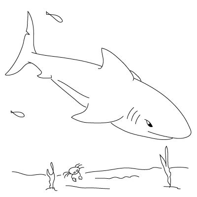 step by step for how to draw a shark