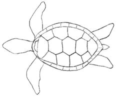 here are some turtle drawings in their easiest format start by copying the outline and progress on to the other easy drawings provided