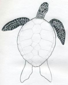 a turtle easy drawings how to draw tortoise graphite tropical