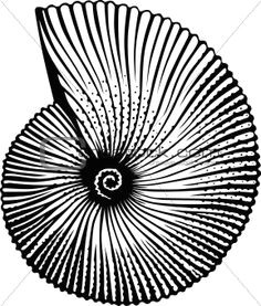 seashell drawings google search drawings pinterest simple line drawings seashell drawings art