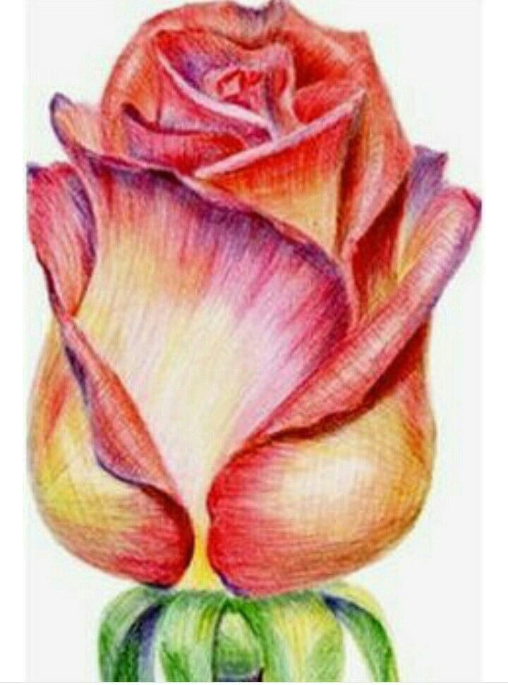 drawings with colored pencils color pencil drawings pencil sketches easy rose drawings