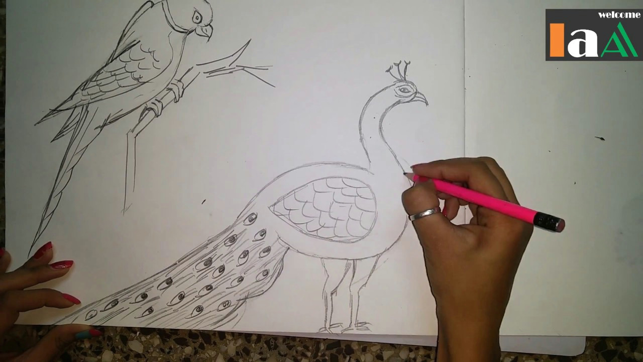 how to draw a peacock and parrot step by step easy