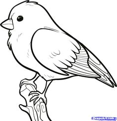 how to draw a songbird songbirds step 6 drawing birds easy drawings of birds