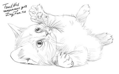 d d do d d n d n d d d n n dod n n d dod dod n d d d d n d d d d n n d d d d 5 cat drawing tutorial animal sketches animal drawings