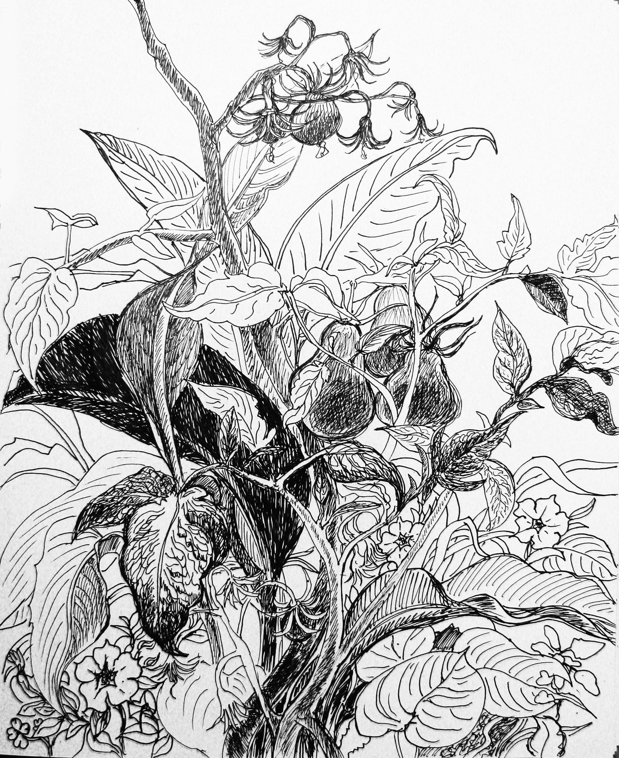 original drawing x print unframed and matted prints the natural beauty in flower garden