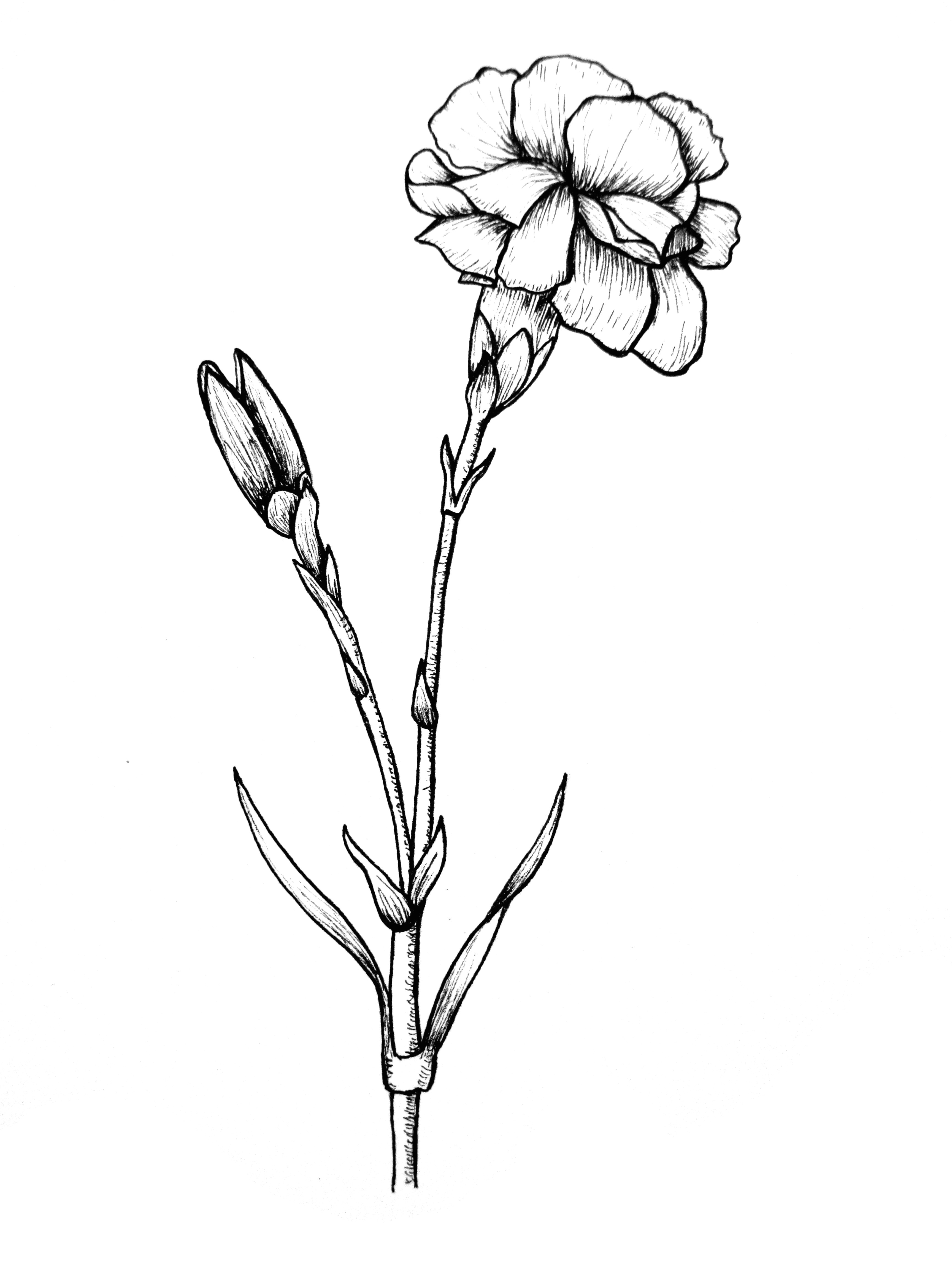 2550x3300 edelweiss flower drawing