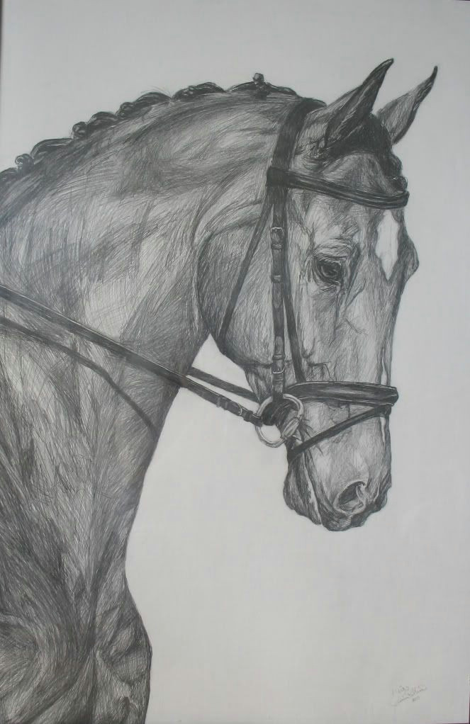 pencil drawings pencil drawing learn drawing horses