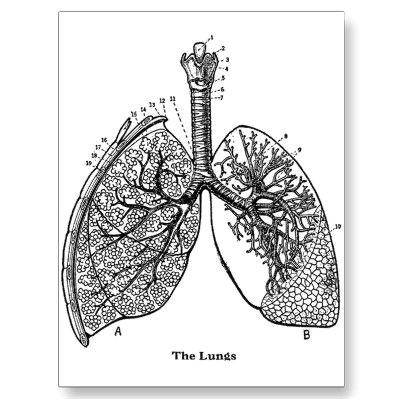 retro vintage kitsch anatomy medical lungs post cards