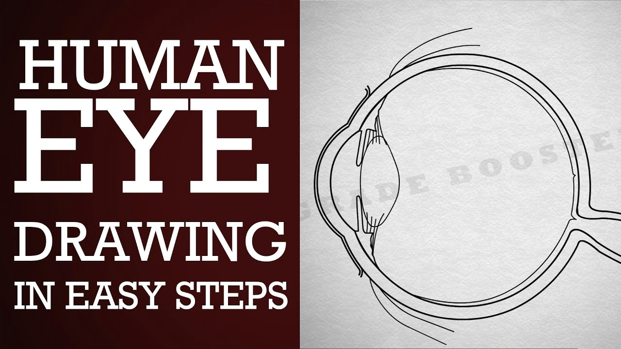 how to draw human eye in easy steps 10th physics science cbse syllabus ncert class 10