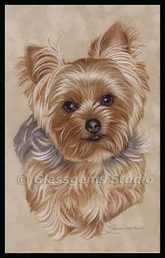 paintings of yorkies yorkshire terrier painting nature art by gemma gylling colored pencils