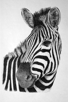 zebra by rens ink