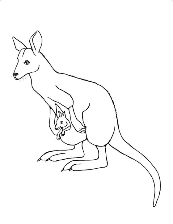 wallaby google search zoo activities kangaroos line drawing coloring pages literacy