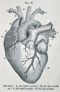 anatomic illustration heart art my heart anatomical heart drawing anatomical heart tattoos