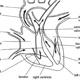 structure of the chambers and valves of the heart the arrows indicate the direction of