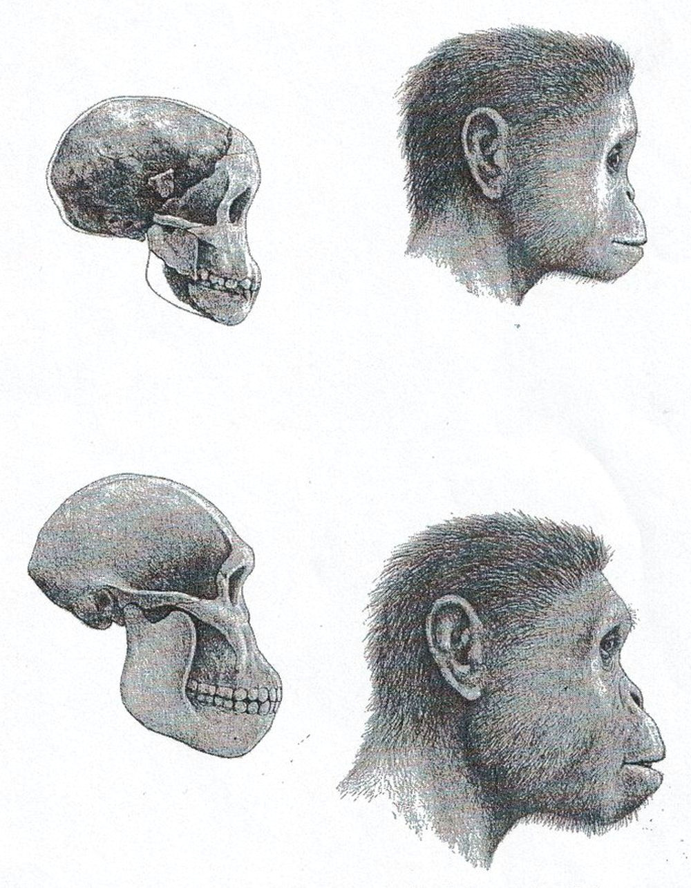 australopithecus africanus comparison taung child top and sts 5 bottom reconstructions by mauricio anton