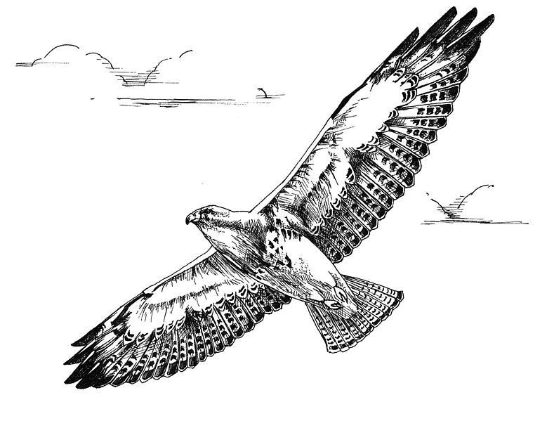 black and white sketches black and white lines eagle art free coloring pages