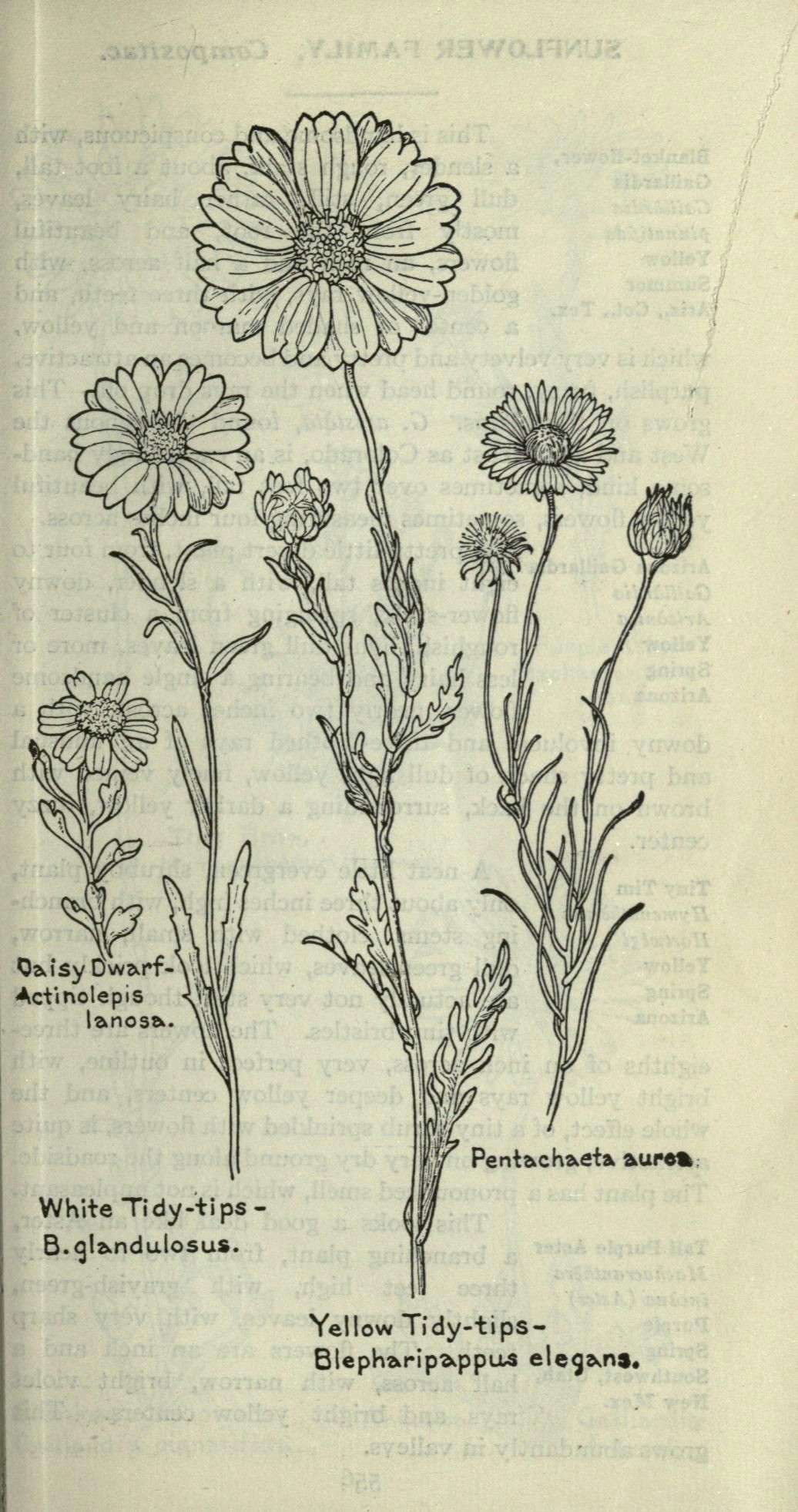 1915 field book of western wild flowers biodiversity heritage library