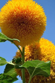 teddy bear sunflower by betsy how to plant sunflowers growing sunflowers from seed growing