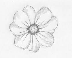 image result for flower drawings