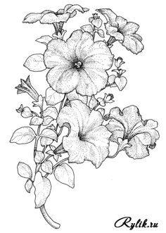flower coloring pages free coloring pages coloring books colouring pyrography doodle