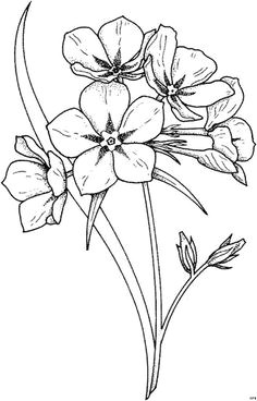 nb judy lipscomb a flower sketch images