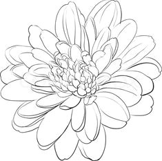 white chrysanthemum drawing chrysanthemum flower on white