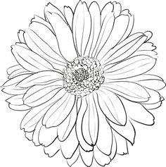 chrysanthemum 3 renior spider chrysanthemum drawing chrysanthemum drawing chrysanthemum flower aster flower