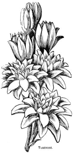 digital two for tuesday lilly and tuberose flower coloring pages adult coloring pages