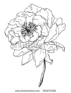 flower drawing black and white images stock photos vectors