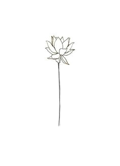 blank lotus notecard off set printed made in the usa