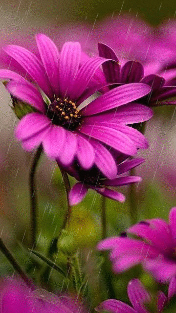 d d dµn n purple flowers purple daisy flowers nature pretty flowers draw flowers