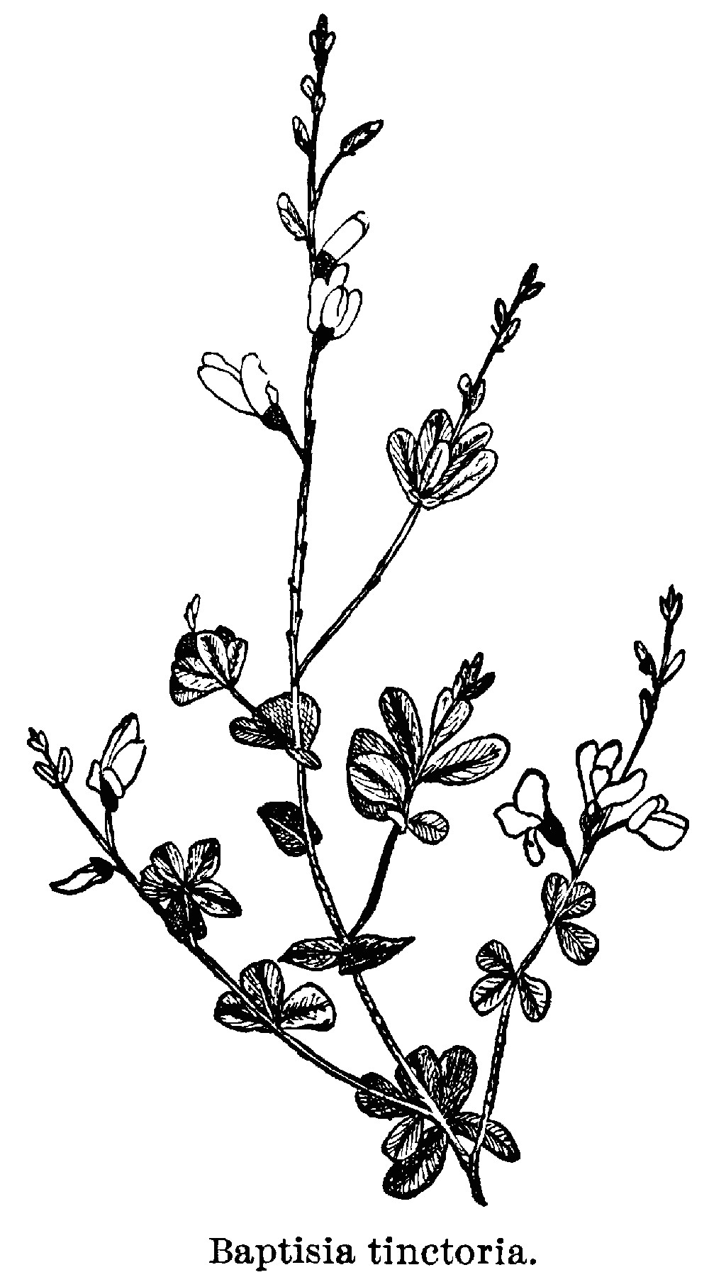 thyme flower drawing flowering branch