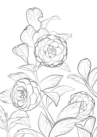 japanese camellia coloring page anime drawings sketches art drawings flower coloring pages coloring