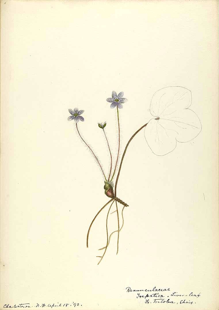 206037 anemone hepatica l as hepatica triloba choix sharp helen water color sketches of american plants especially new england 1888 1910 helen