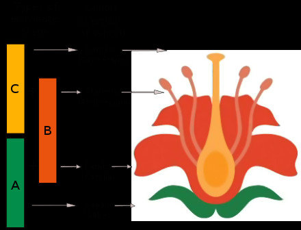 abc model of flower development