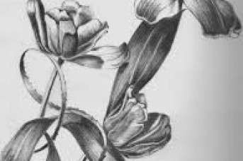 27 draw a flower new pencil drawing flowers in a vase flowers healthy